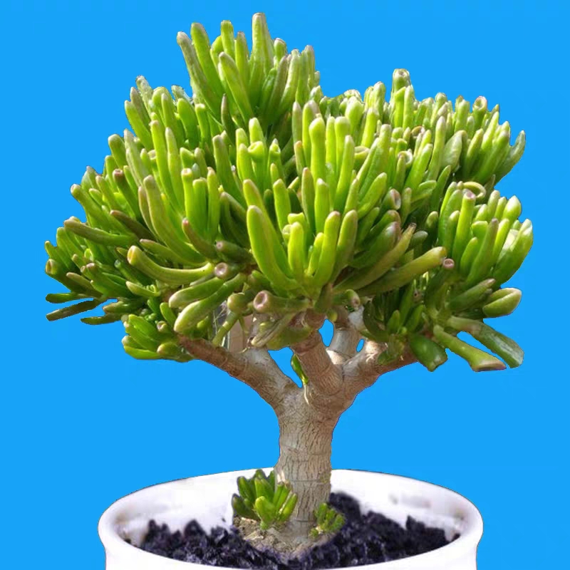 多肉吸财树多肉老桩寓意招财进宝