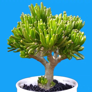 多肉植物吸财树群生老桩寓意招财进宝客厅阳台盆栽花卉四季好养活