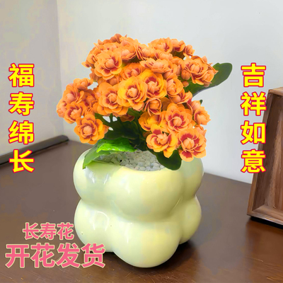 长寿花盆栽带花苞四季防辐射