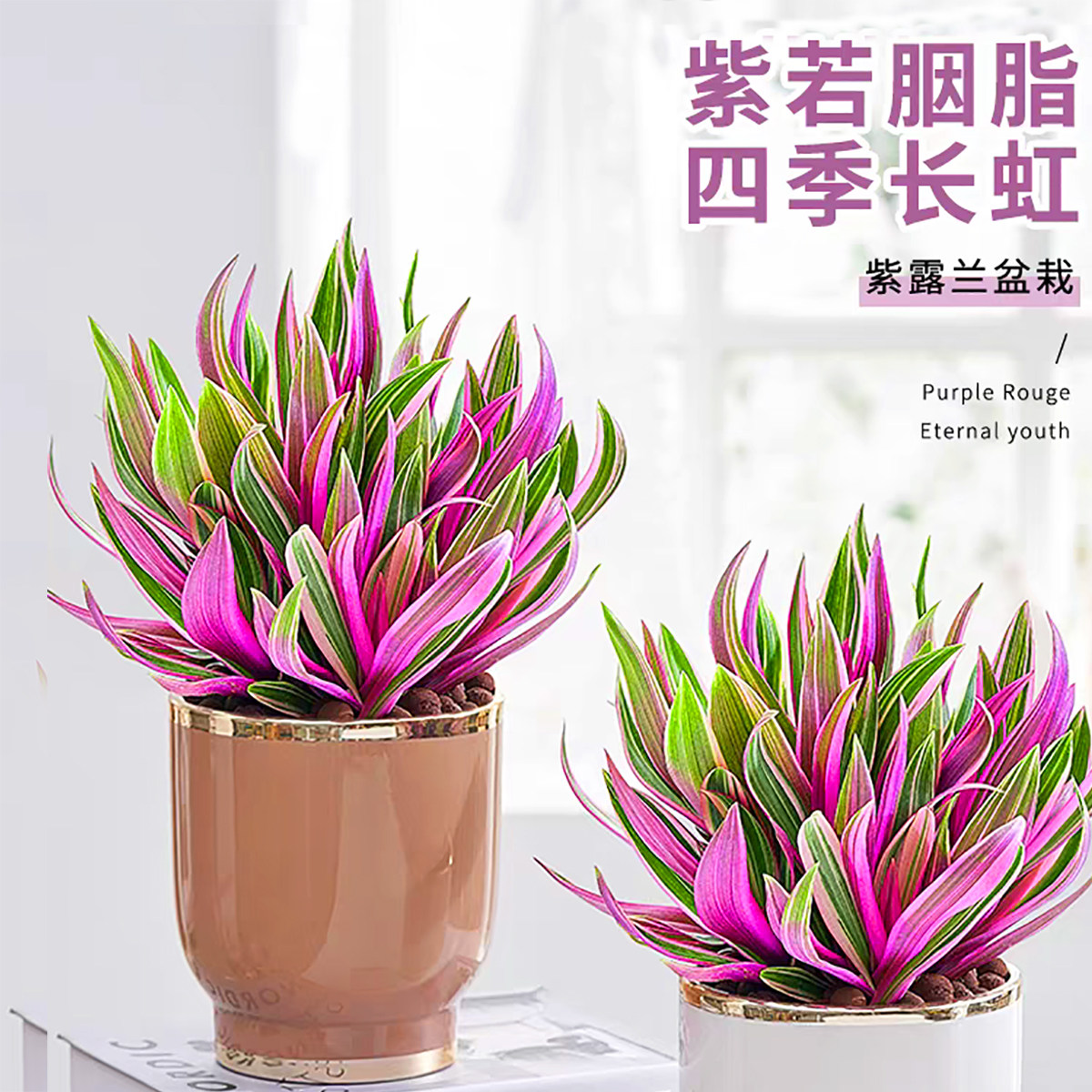 多肉植物紫露兰盆栽室内客厅好养