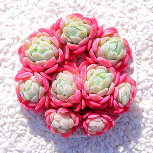 精品多肉植物奶油贝瑞群生多头阳台室内盆栽花卉带香味新手好养活