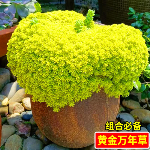 精品多肉植物黄金万年草群生花卉