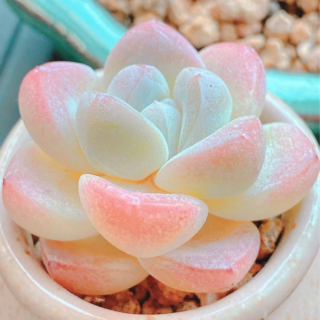 冰玉多肉盆栽植物奶油冰玉绿植新手组合套餐办公室阳台室内可爱萌