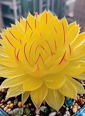 招财进宝多肉植物黄金玉露室内好养肉肉植物花卉盆栽防辐射美观