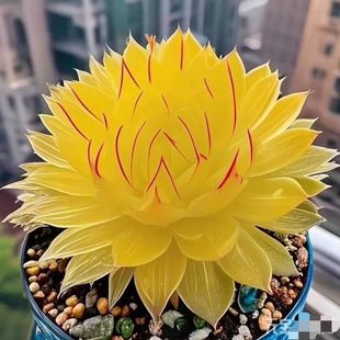 招财进宝多肉植物黄金玉露室内好养肉肉植物花卉盆栽防辐射美观