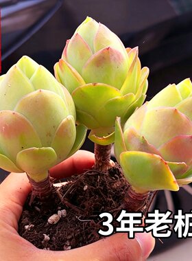 室内好养多肉山地玫瑰老桩盆栽