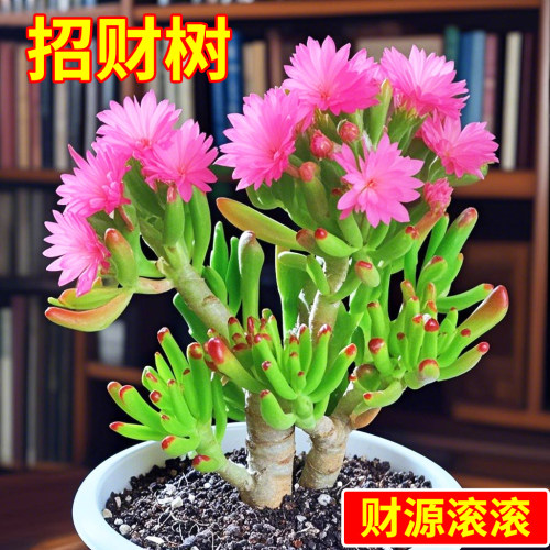 多肉植物招财树吸财树老桩