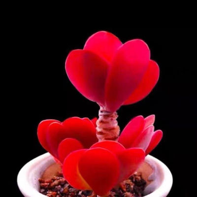 红玫瑰红色多肉植物室内新手好养