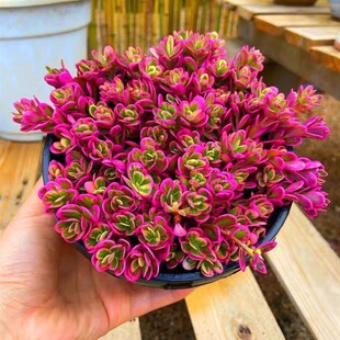 太阳花锦多肉植物群生多头开花肉肉植物室内桌面盆栽新手好养栽好