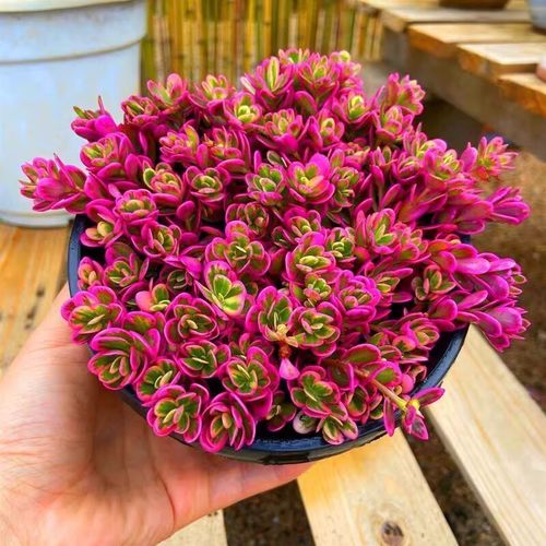 太阳花锦多肉植物室内盆栽栽好