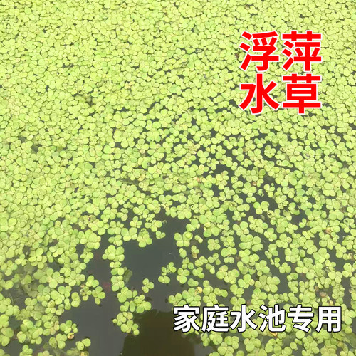 鱼缸鱼池净水芝麻浮萍小浮萍水草