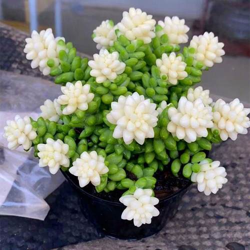 室内群生多肉植物玉坠锦好养活