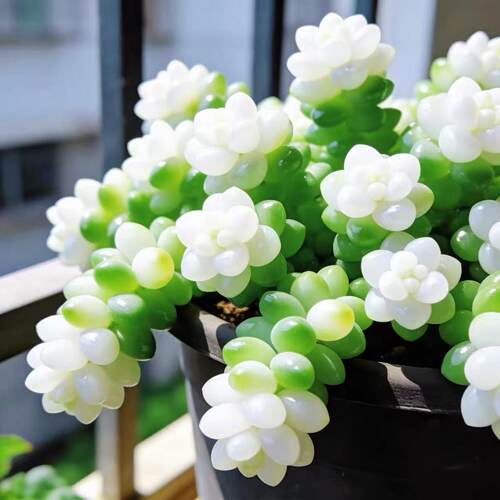 奶油玉缀群生多头老桩耐旱多肉