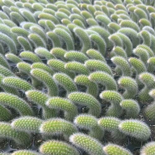 九尾狐多肉植物软毛盆栽