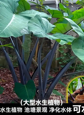 野生紫芋苗鱼缸过滤水生净化植物
