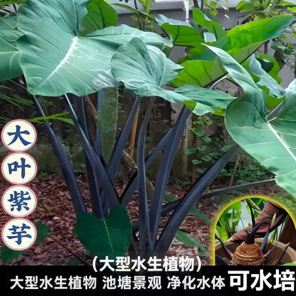 野生紫芋苗 鱼缸龟池过滤水生净化水质植物 庭院大叶绿植沼泽水芋