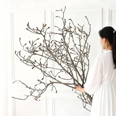 玉兰枝干插花天然干树枝