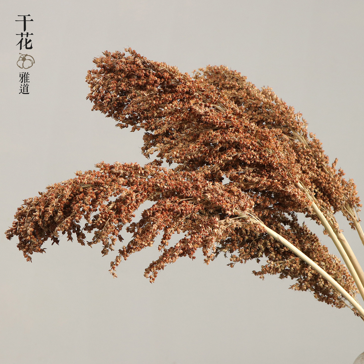 高粱干花农作物装饰真花 插花五谷丰登丰收拍照道具倒挂场景布置