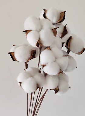 棉花干花花束仿真花带杆子
