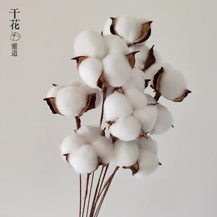 棉花干花花束仿真花木棉花头带杆子拍照道具客厅装饰插花花艺永生