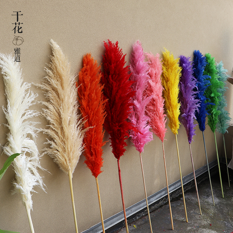 天然芦苇真花超大彩色大芦苇干花婚礼婚庆现场布置铁杆芦苇插花