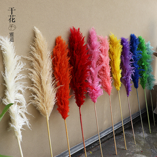 天然芦苇真花超大彩色大芦苇干花婚礼婚庆现场布置铁杆芦苇插花