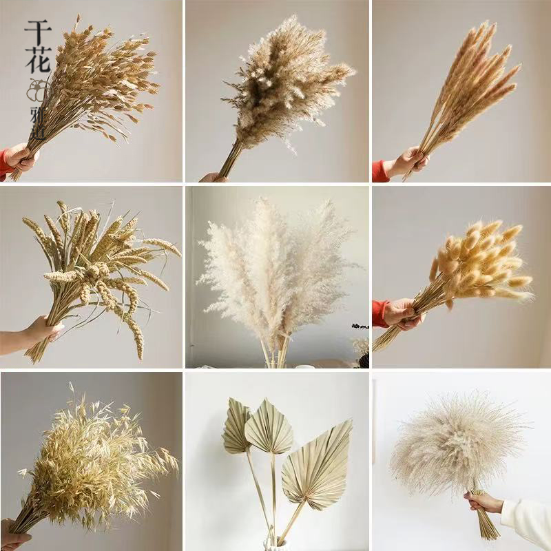 诧寂风高级感干花天然风干真花客厅摆件民宿样板间软装芦苇麦子