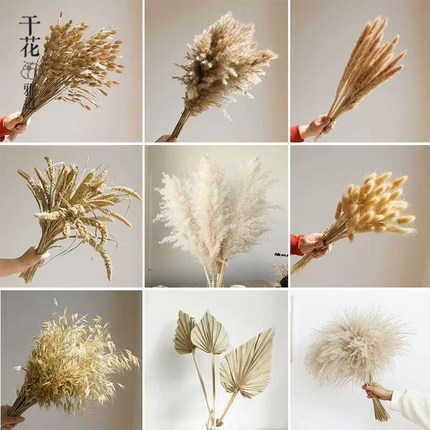 诧寂风高级感干花天然风干真花客厅摆件民宿样板间软装芦苇麦子