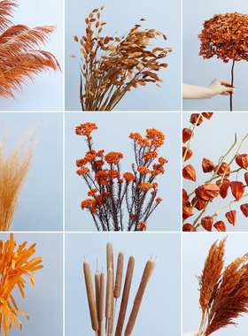 橙色黄色干花秋冬美拉德色系真花永生花芦苇绣球粉黛龙须草吊米花