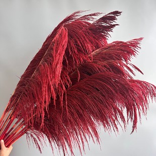 七彩芦苇铁杆芦苇硬杆芦竹批发婚庆卖场婚礼节日布置蒲苇干花花艺