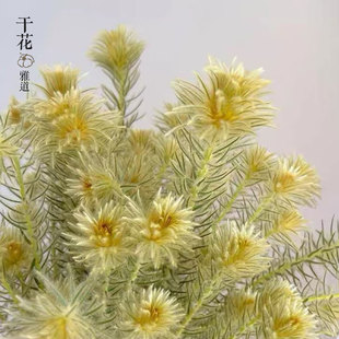 南非进口金鹅绒干花野奢感花期长小众高级氛围感装饰插花鹅绒草