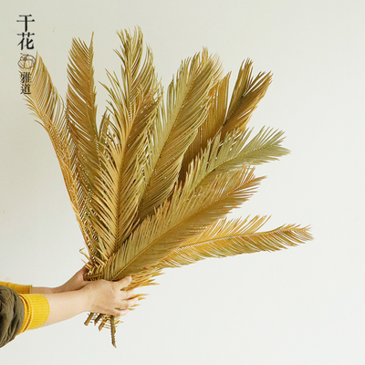 铁树叶花散尾葵叶天然凤尾叶子复古森系婚庆布置叶材室内简约装饰