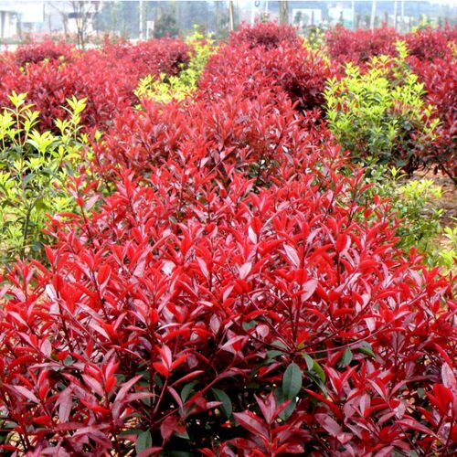 园林绿化庭院植物彩色红叶石楠苗