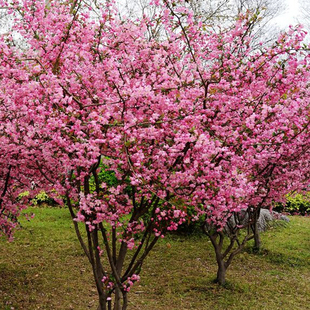 园林绿化苗木庭院植物花卉垂枝海棠苗垂丝海棠树苗工程苗风景树苗