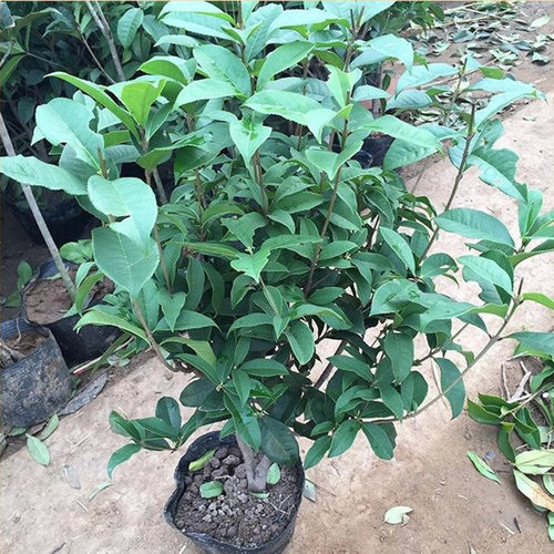 庭院绿植花卉植物桂花苗四季桂花
