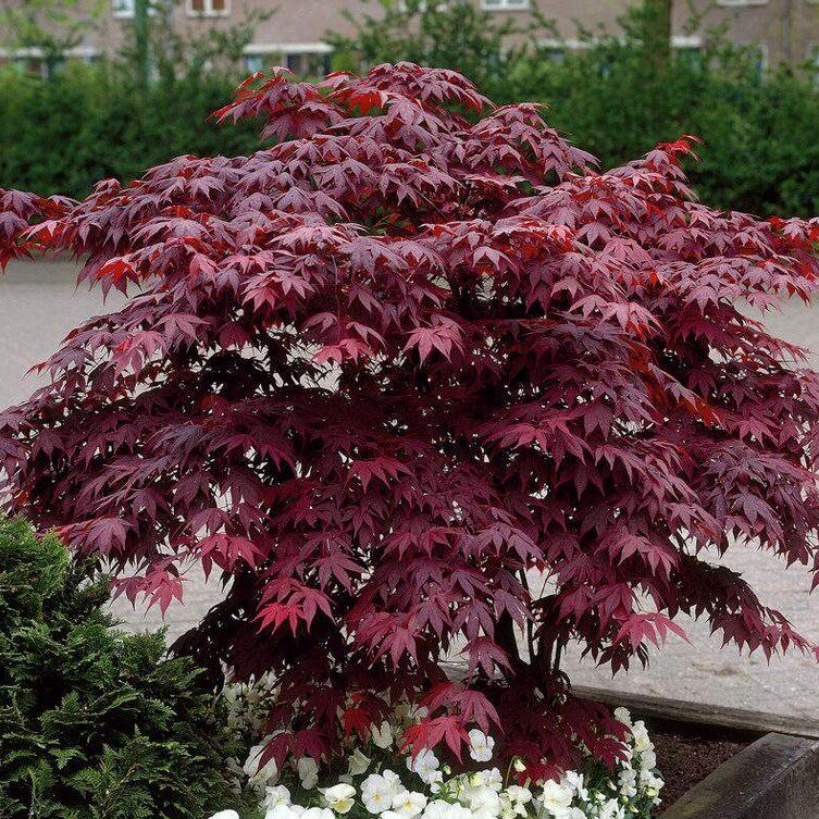 园林绿化苗庭院植物欧洲红枫苗嫁接加拿大三季红枫苗常年红枫树苗