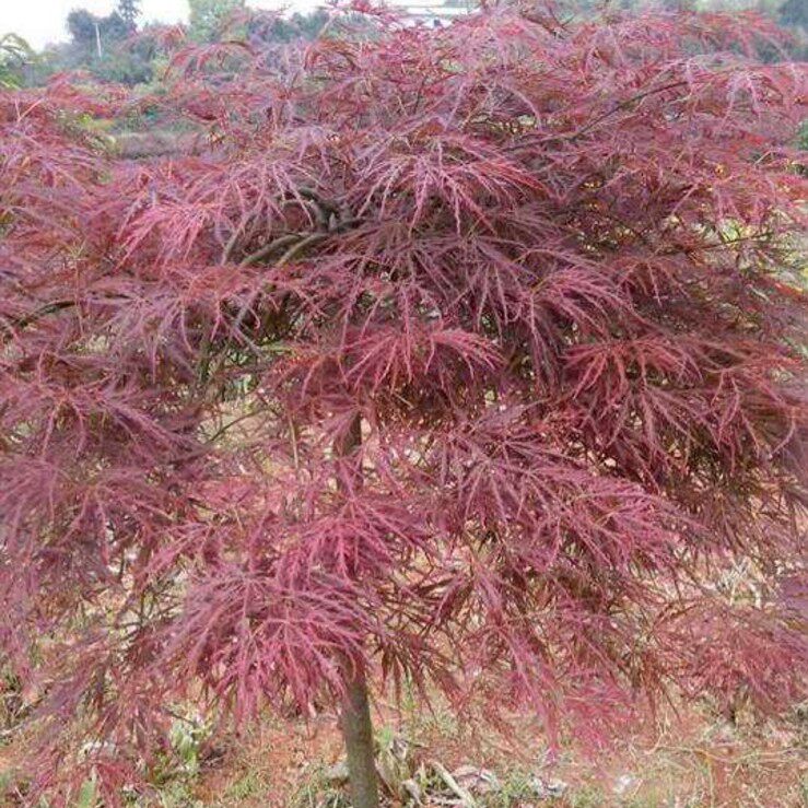 园林绿花苗木庭院植物花卉日本红枫苗羽毛枫树苗盆栽稻叶红羽毛枫