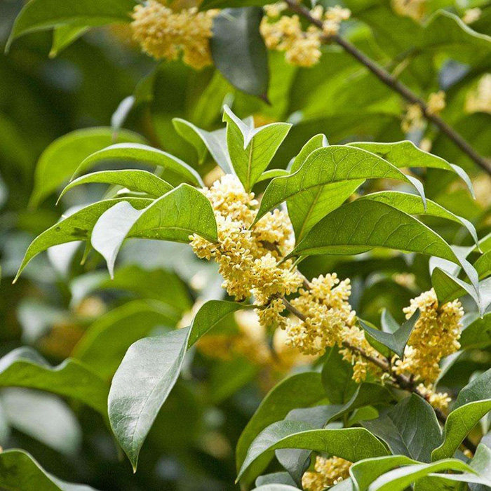 庭院绿植花卉树苗芳香观花植物八月桂花苗嫁接桂花金桂花金桂树苗