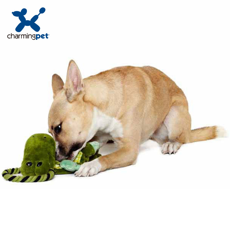 绮敏charmingpet狗狗金毛泰迪