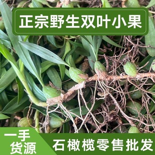 石橄榄新鲜双叶小果野石仙桃中药广东福建炖煲汤材料生岩珠果上叶