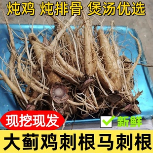 野生福建大蓟根新鲜马刺根猪母刺内叶刺头山萝卜中草药材煲汤500g