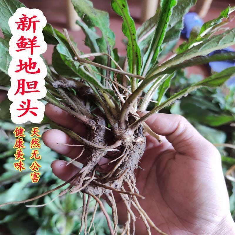 野生地胆头纯根新鲜一斤地胆草根头现挖牛吃埔羊耳草地胆头苦地胆