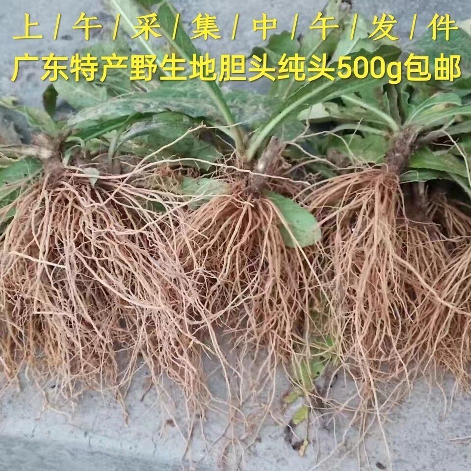 野生新鲜紫花地胆头矮脚地斩头新鲜苦地胆丁茄夫坐地娘鲜煲汤食用