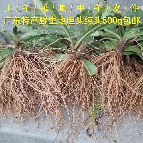 野生新鲜紫花地胆头矮脚地斩头新鲜苦地胆丁茄夫坐地娘鲜煲汤食用