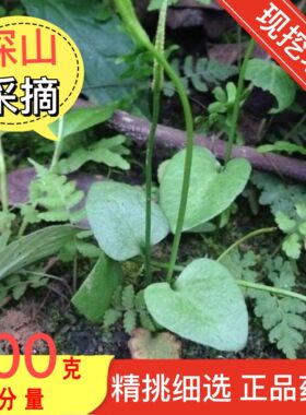 正品新鲜一支箭青藤现采现发500g