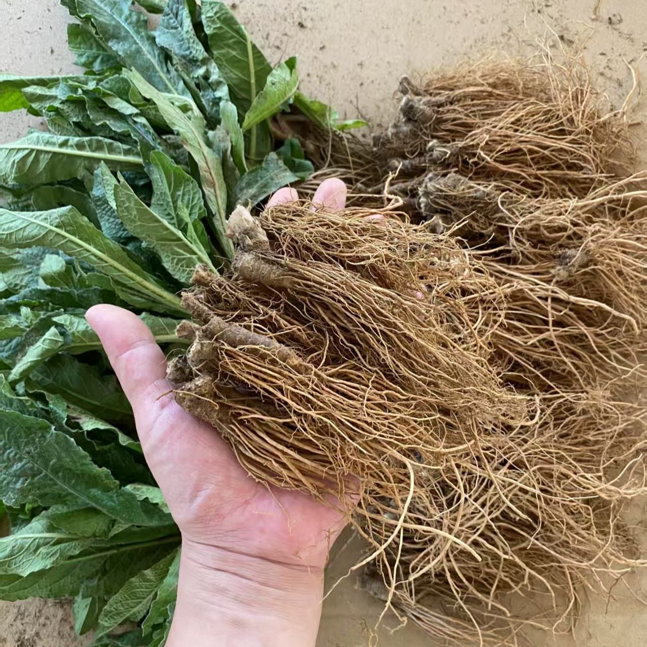 广东现挖地胆头地胆草苦地胆 理肺散新鲜野菜 天然汤料 500克包邮