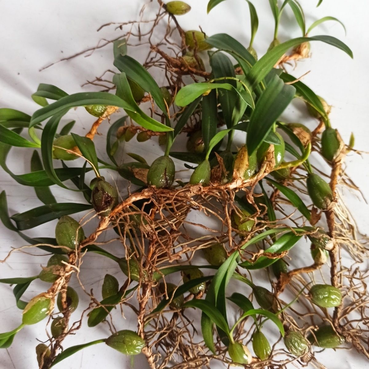 新鲜石橄榄 现摘现发双叶单叶小果500g石仙桃果煲汤炖汤材料250g