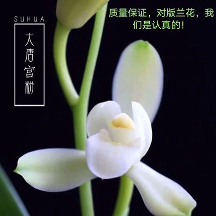 名贵兰花苗建兰四季兰大唐宫粉浓香好养兰花室内阳台客厅