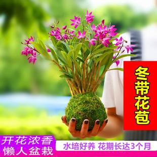 七彩香水石斛 水培澳洲石斛兰开花浓香好养冬季花期绿植盆栽花卉