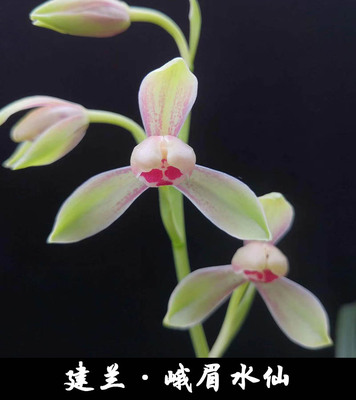 名贵兰花苗建兰四季兰峨眉水仙浓香好养兰花室内阳台客厅